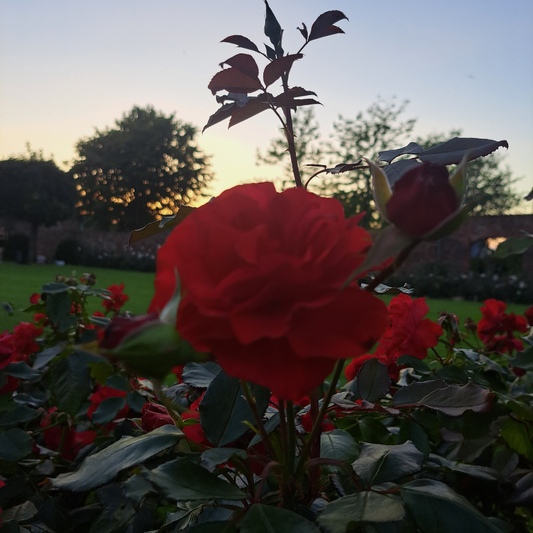 Rosen und Sonnenuntergang